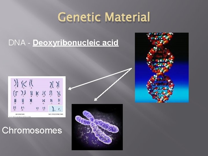 Genetic Material DNA - Deoxyribonucleic acid Chromosomes 