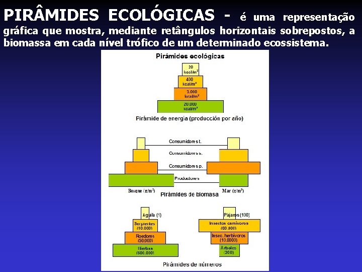 PIR MIDES ECOLÓGICAS - é uma representação gráfica que mostra, mediante retângulos horizontais sobrepostos,