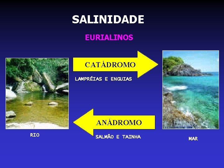 SALINIDADE EURIALINOS CATÁDROMO LAMPRÉIAS E ENGUIAS ANÁDROMO RIO SALMÃO E TAINHA MAR 