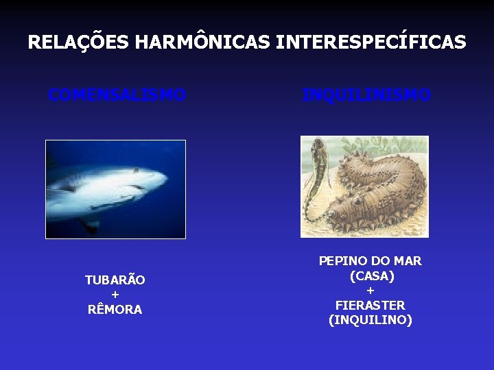 RELAÇÕES HARMÔNICAS INTERESPECÍFICAS COMENSALISMO TUBARÃO + RÊMORA INQUILINISMO PEPINO DO MAR (CASA) + FIERASTER