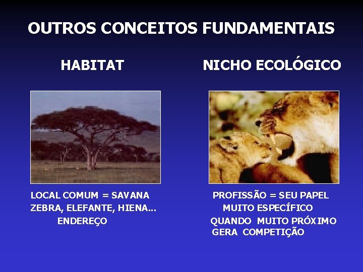 OUTROS CONCEITOS FUNDAMENTAIS HABITAT NICHO ECOLÓGICO LOCAL COMUM = SAVANA ZEBRA, ELEFANTE, HIENA. .