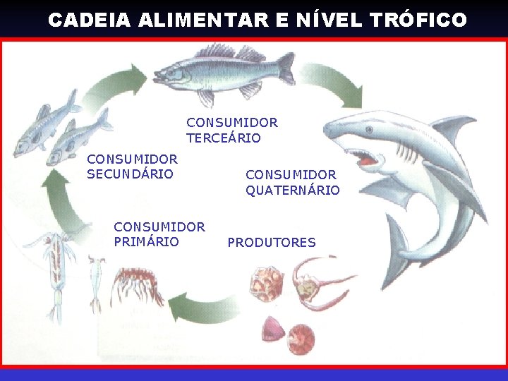 CADEIA ALIMENTAR E NÍVEL TRÓFICO CONSUMIDOR TERCEÁRIO CONSUMIDOR SECUNDÁRIO CONSUMIDOR PRIMÁRIO CONSUMIDOR QUATERNÁRIO PRODUTORES