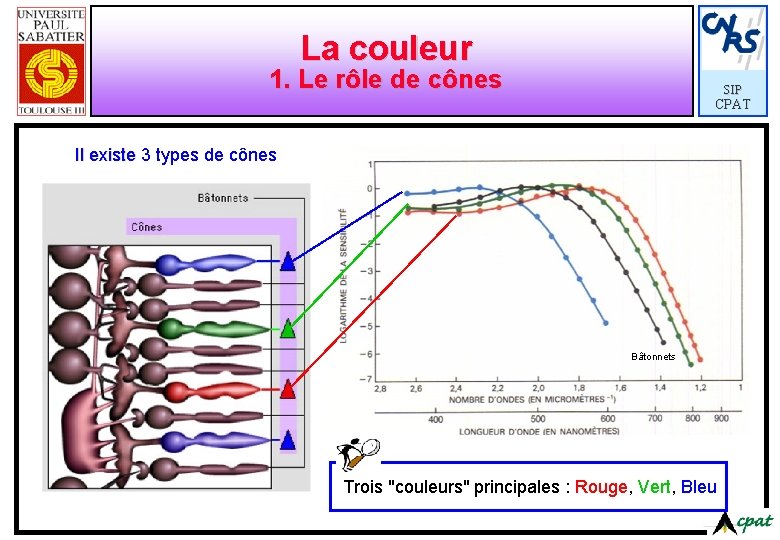 La couleur 1. Le rôle de cônes SIP CPAT Il existe 3 types de