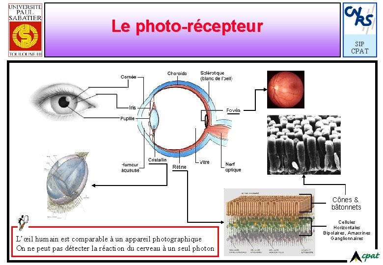 Le photo-récepteur SIP CPAT Fovéa Cônes & bâtonnets L’œil humain est comparable à un