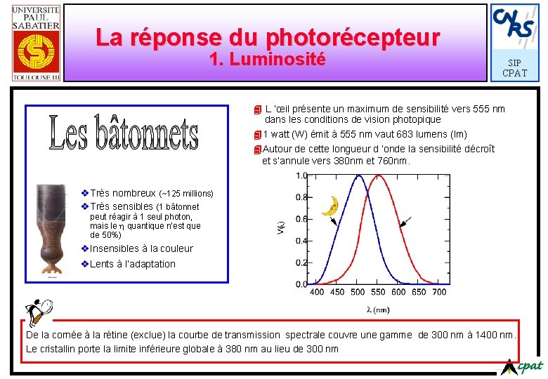 La réponse du photorécepteur 1. Luminosité SIP CPAT 4 L ’œil présente un maximum