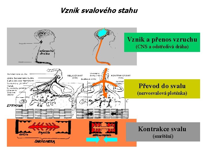 Vznik svalového stahu Vznik a přenos vzruchu (CNS a odstředivá dráha) Převod do svalu