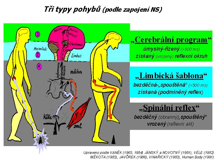 Tři typy pohybů (podle zapojení NS) „Cerebrální program“ úmyslný-řízený (>500 ms) získaný (vrozený) reflexní