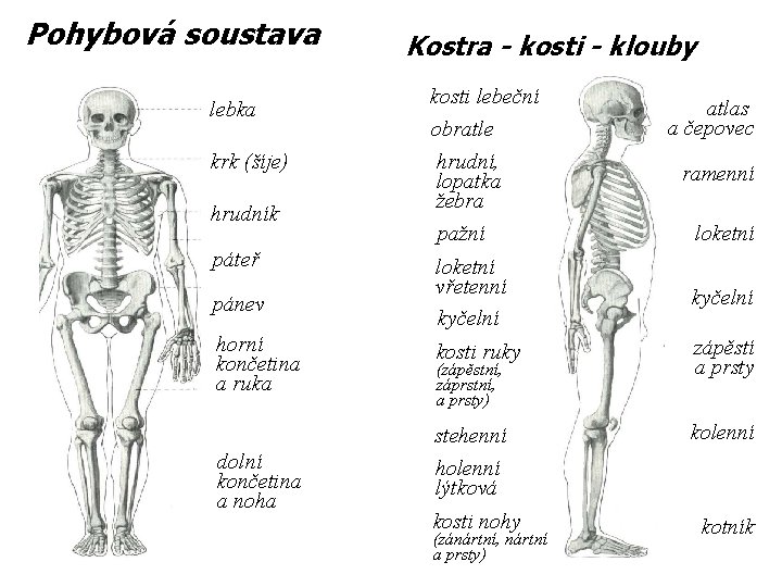 Pohybová soustava lebka krk (šíje) hrudník páteř pánev horní končetina a ruka dolní končetina