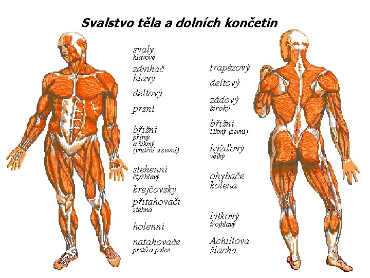 Svalstvo těla a dolních končetin svaly hlavové zdvihač hlavy deltový prsní břišní přímý a