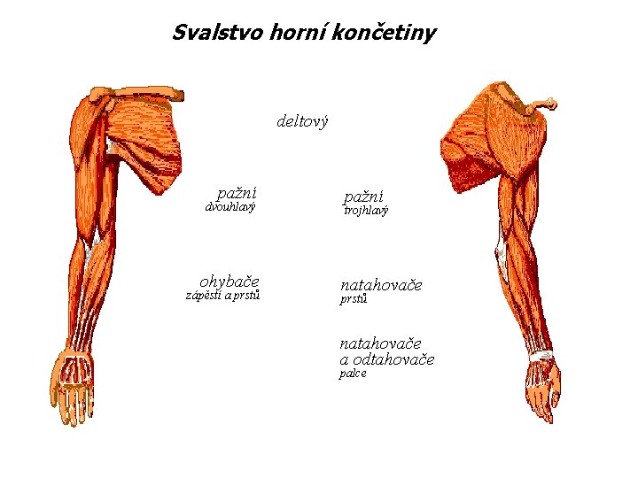 Svalstvo horní končetiny deltový pažní dvouhlavý ohybače zápěstí a prstů pažní trojhlavý natahovače prstů