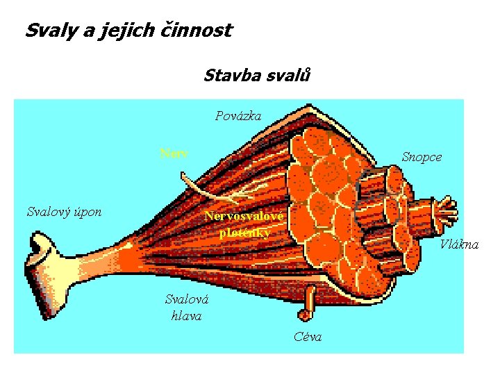 Svaly a jejich činnost Stavba svalů Povázka Nerv Svalový úpon Snopce Nervosvalové ploténky Vlákna