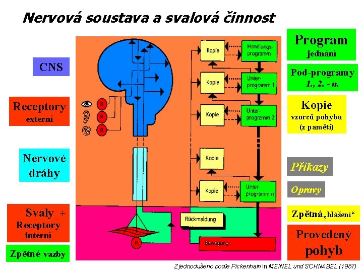 Nervová soustava a svalová činnost Program jednání CNS Pod-programy 1. , 2. - n.