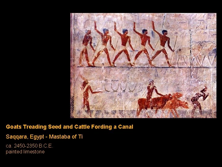 Goats Treading Seed and Cattle Fording a Canal Saqqara, Egypt - Mastaba of Ti Goats Treading Seed and Cattle Fording a Canal Saqqara, Egypt - Mastaba of Ti