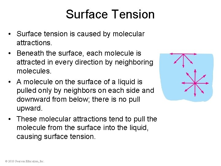 Surface Tension • Surface tension is caused by molecular attractions. • Beneath the surface,