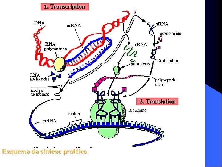 Esquema da síntese protéica 