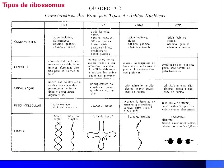 Tipos de ribossomos 