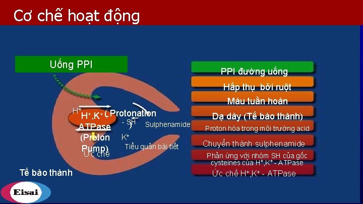 Cơ chế hoạt động Uống PPI đường uống Hấp thụ bởi ruột Máu tuần