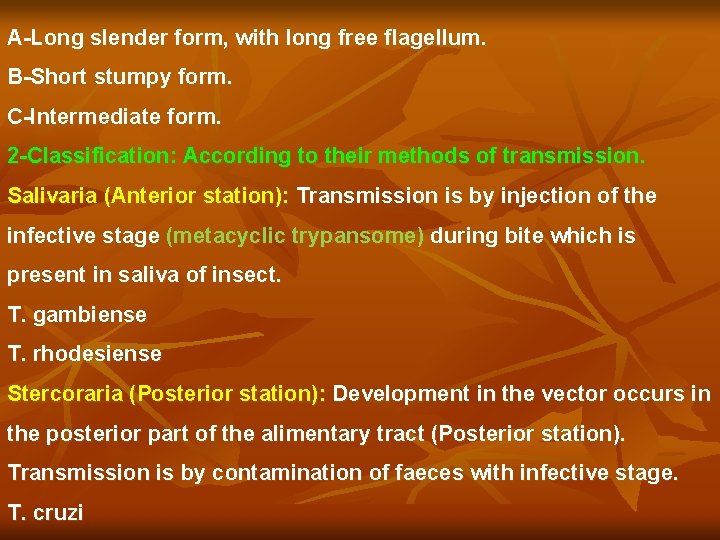 A-Long slender form, with long free flagellum. B-Short stumpy form. C-Intermediate form. 2 -Classification: