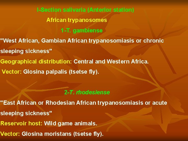 I-Section salivaria (Anterior station) African trypanosomes 1 -T. gambiense "West African, Gambian African trypanosomiasis