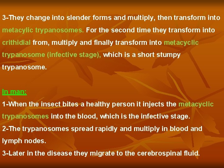 3 -They change into slender forms and multiply, then transform into metacylic trypanosomes. For