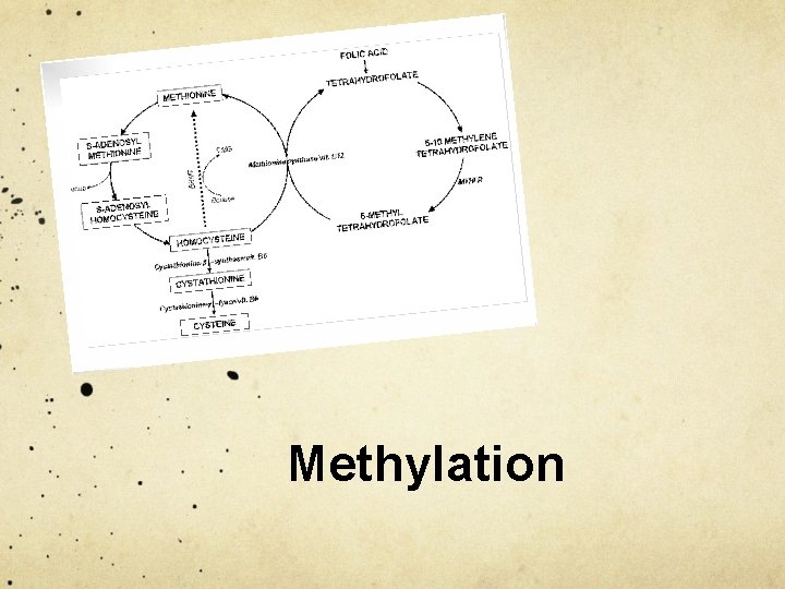 Methylation 