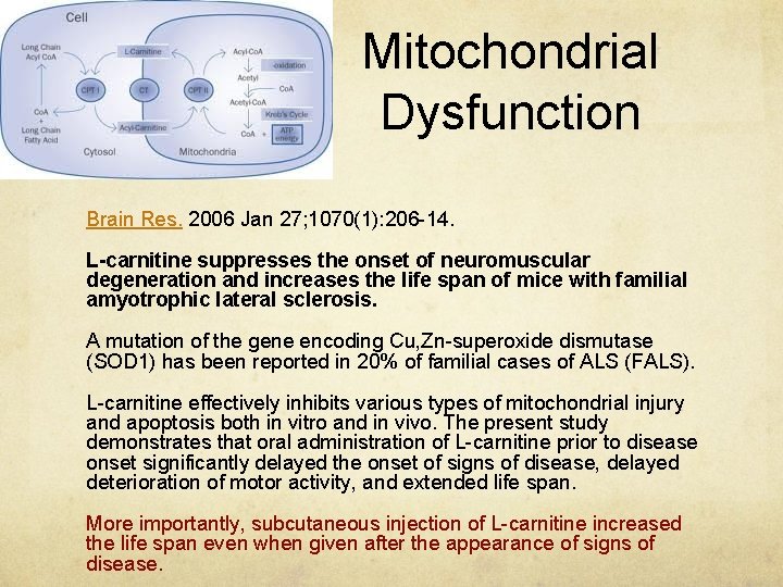 Mitochondrial Dysfunction Brain Res. 2006 Jan 27; 1070(1): 206 -14. L-carnitine suppresses the onset