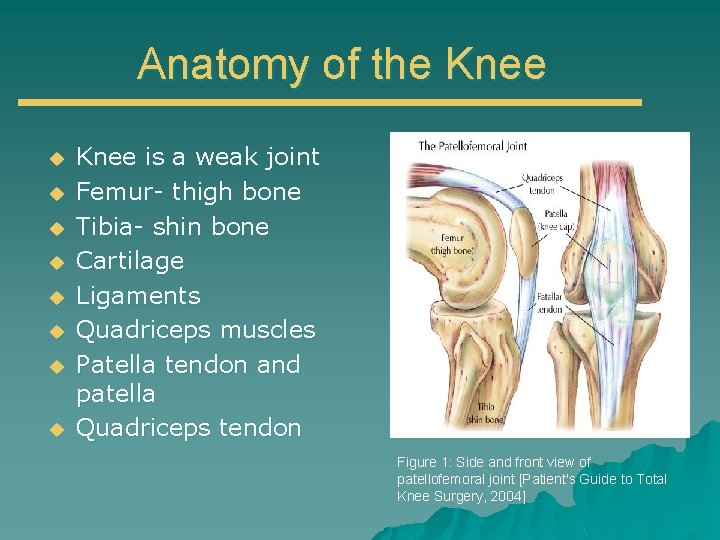 Anatomy of the Knee u u u u Knee is a weak joint Femur-