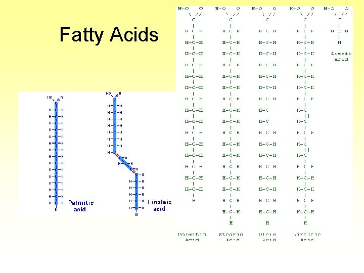 Fatty Acids 