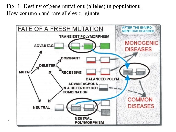 Fig. 1: Destiny of gene mutations (alleles) in populations. How common and rare alleles