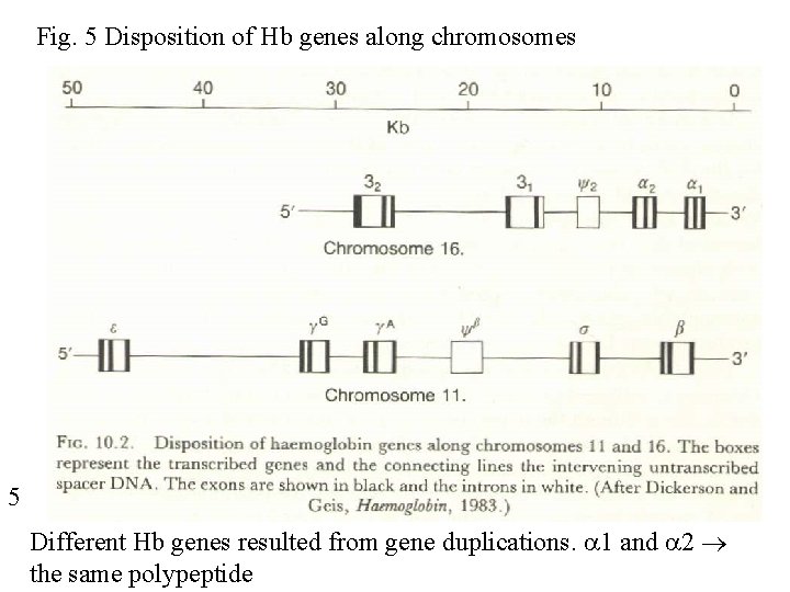 Fig. 5 Disposition of Hb genes along chromosomes 5 Different Hb genes resulted from