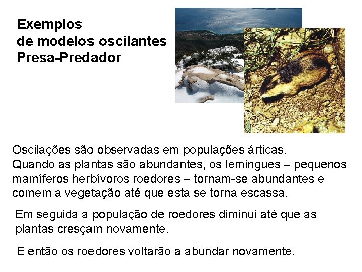 Exemplos de modelos oscilantes Presa-Predador Oscilações são observadas em populações árticas. Quando as plantas