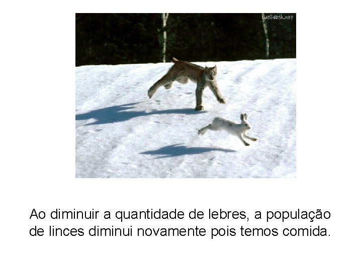 Ao diminuir a quantidade de lebres, a população de linces diminui novamente pois temos