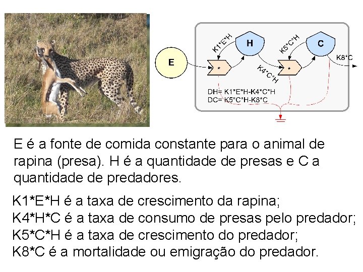 E é a fonte de comida constante para o animal de rapina (presa). H