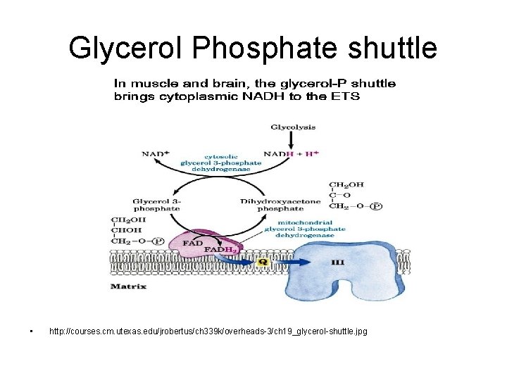 Glycerol Phosphate shuttle • http: //courses. cm. utexas. edu/jrobertus/ch 339 k/overheads-3/ch 19_glycerol-shuttle. jpg 