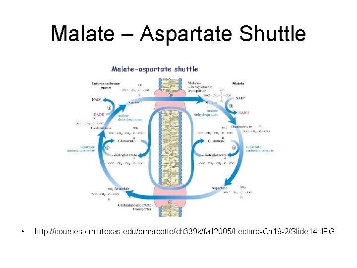 Malate – Aspartate Shuttle • http: //courses. cm. utexas. edu/emarcotte/ch 339 k/fall 2005/Lecture-Ch 19