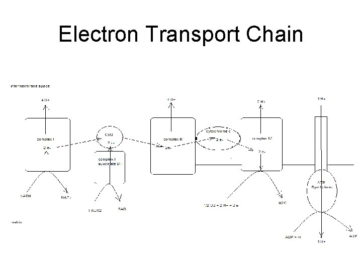 Electron Transport Chain 