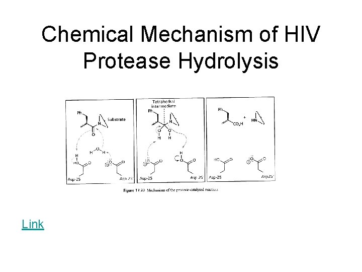 Chemical Mechanism of HIV Protease Hydrolysis Link 