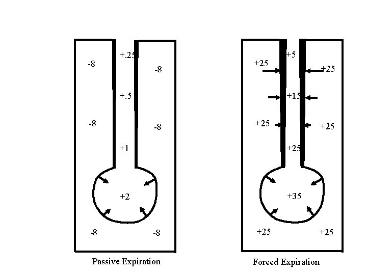 Increased Airway Resistance with Forced Exhalation -8 +. 25 -8 +25 +15 +. 5