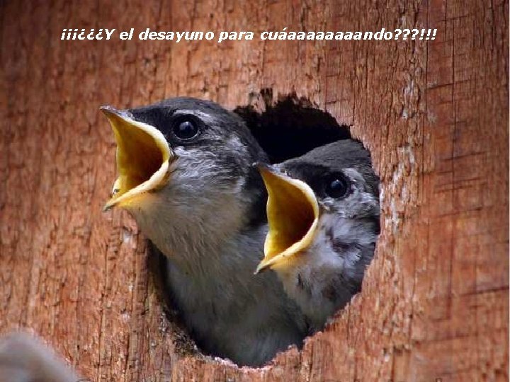 ¡¡¡¿¿¿Y el desayuno para cuáaaaando? ? ? !!! 