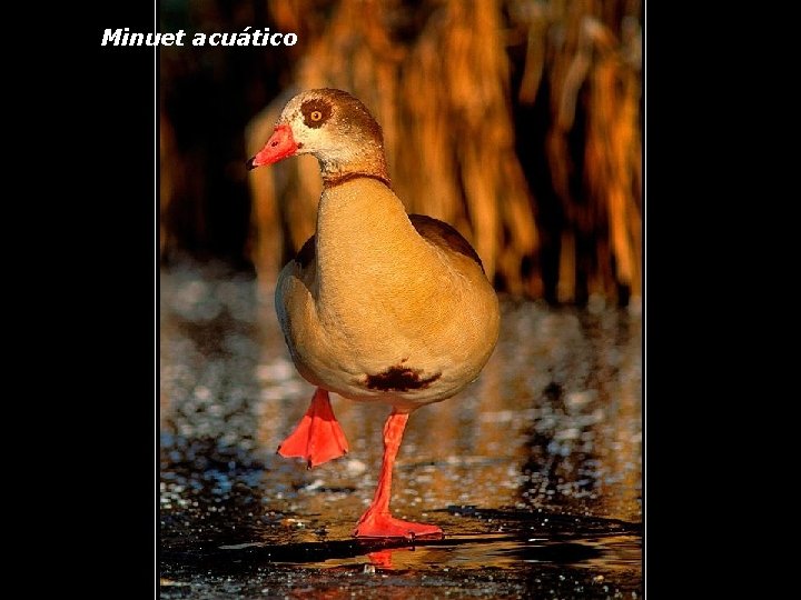 Minuet acuático 