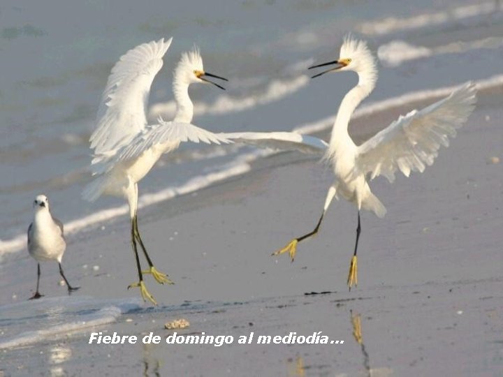 Fiebre de domingo al mediodía. . . 