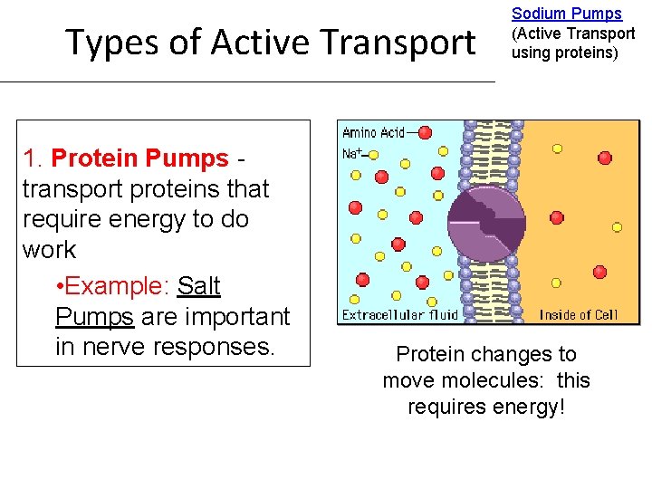 Types of Active Transport 1. Protein Pumps transport proteins that require energy to do