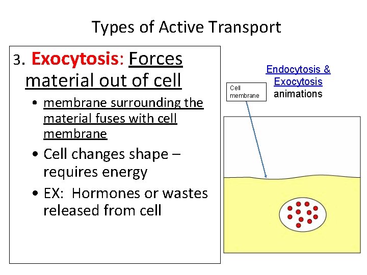 Types of Active Transport 3. Exocytosis: Forces material out of cell • membrane surrounding