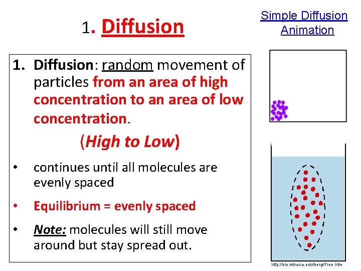 1. Diffusion Simple Diffusion Animation 1. Diffusion: random movement of particles from an area