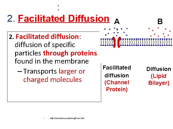 : 2. Facilitated Diffusion A B Facilitated diffusion (Channel Protein) Diffusion (Lipid Bilayer) 2.