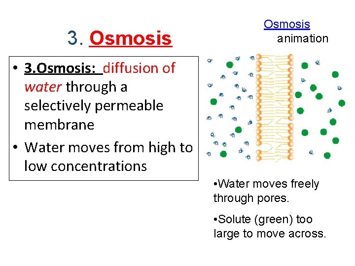 3. Osmosis animation • 3. Osmosis: diffusion of water through a selectively permeable membrane