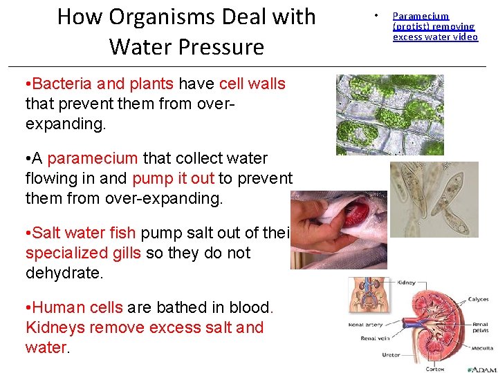 How Organisms Deal with Water Pressure • Bacteria and plants have cell walls that