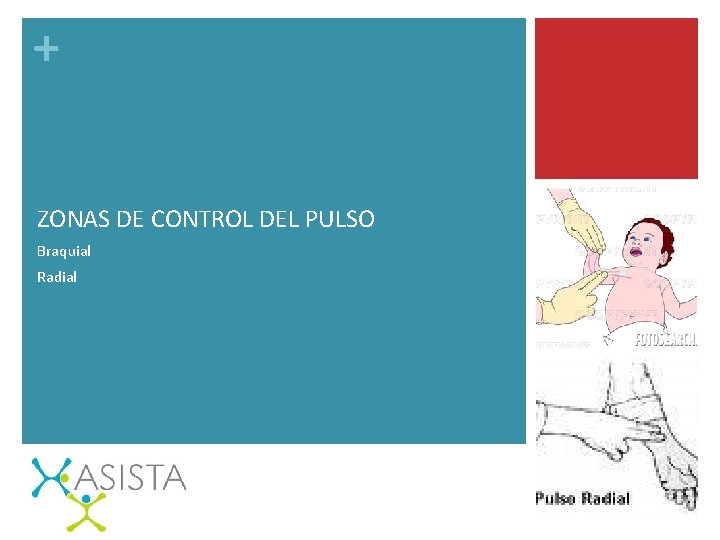 + ZONAS DE CONTROL DEL PULSO Braquial Radial 