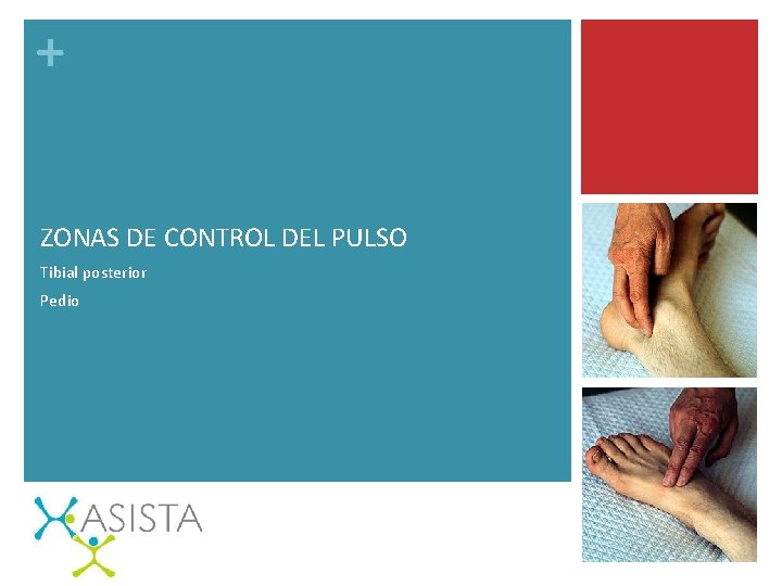 + ZONAS DE CONTROL DEL PULSO Tibial posterior Pedio 