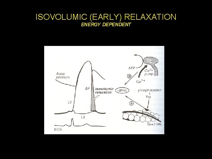 ISOVOLUMIC (EARLY) RELAXATION ENERGY DEPENDENT 
